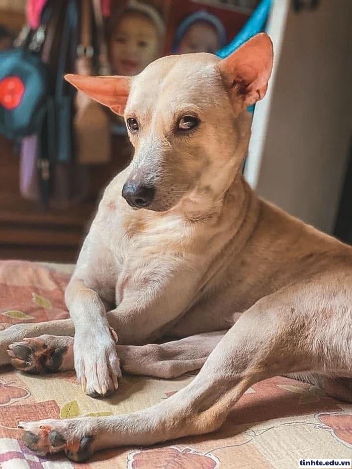 Meme khinh người dễ thương